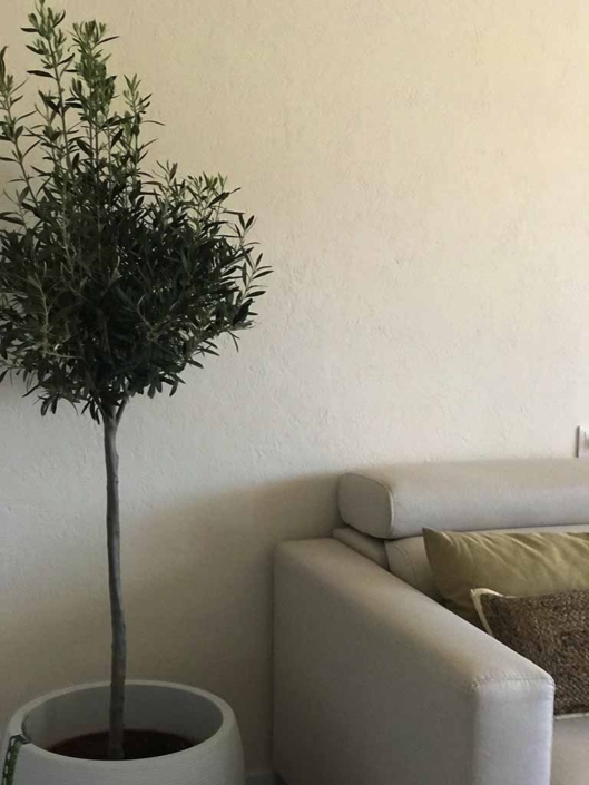 sofa cojines planta maceta